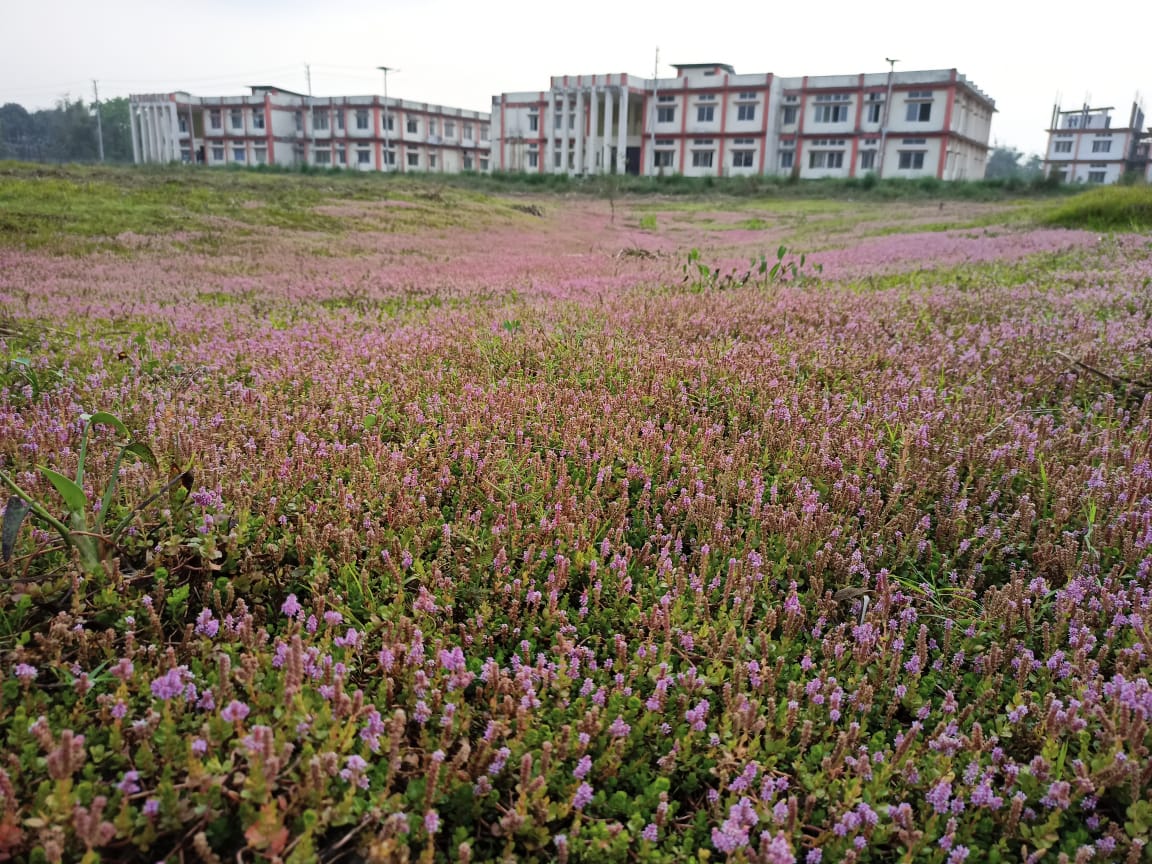 Dhemaji Engineering College